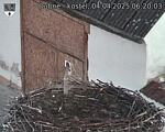Capi_Dubne_20250404_062003.jpg