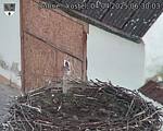 Capi_Dubne_20250404_063003.jpg