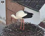Capi_Dubne_20250404_063502.jpg
