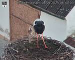 Capi_Dubne_20250404_064003.jpg
