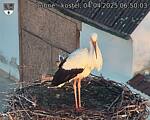 Capi_Dubne_20250404_065003.jpg