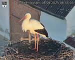 Capi_Dubne_20250404_065503.jpg