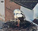 Capi_Dubne_20250404_070502.jpg