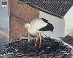 Capi_Dubne_20250404_072003.jpg