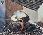 Capi_Dubne_20250404_072502.jpg