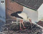 Capi_Dubne_20250404_073003.jpg