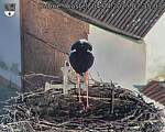 Capi_Dubne_20250404_073503.jpg