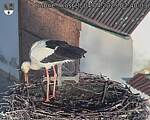 Capi_Dubne_20250404_074003.jpg