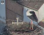 Capi_Dubne_20250404_075003.jpg
