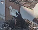 Capi_Dubne_20250404_080502.jpg