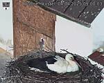 Capi_Dubne_20250404_090003.jpg