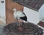 Capi_Dubne_20250404_092003.jpg