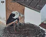 Capi_Dubne_20250404_093003.jpg