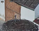 Capi_Dubne_20250404_101503.jpg