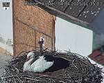 Capi_Dubne_20250404_113503.jpg
