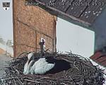 Capi_Dubne_20250404_114503.jpg