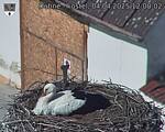 Capi_Dubne_20250404_120002.jpg