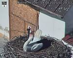 Capi_Dubne_20250404_122003.jpg