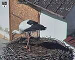 Capi_Dubne_20250404_124002.jpg