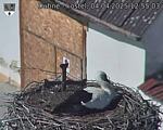 Capi_Dubne_20250404_125503.jpg