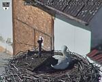 Capi_Dubne_20250404_130002.jpg