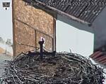 Capi_Dubne_20250404_135003.jpg