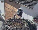 Capi_Dubne_20250404_155002.jpg