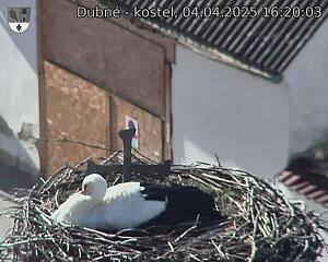 Capi_Dubne_20250404_162003.jpg (1350 x 1080)
