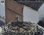 Capi_Dubne_20250404_165002.jpg