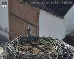 Capi_Dubne_20250404_170503.jpg