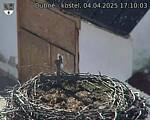 Capi_Dubne_20250404_171003.jpg