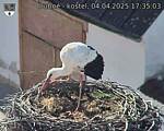 Capi_Dubne_20250404_173503.jpg
