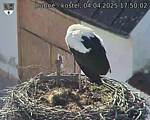 Capi_Dubne_20250404_175002.jpg