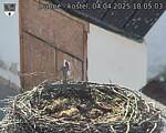 Capi_Dubne_20250404_180503.jpg