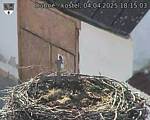 Capi_Dubne_20250404_181503.jpg