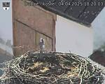 Capi_Dubne_20250404_182003.jpg