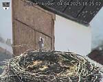 Capi_Dubne_20250404_182502.jpg