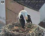 Capi_Dubne_20250404_183003.jpg
