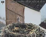 Capi_Dubne_20250404_183503.jpg