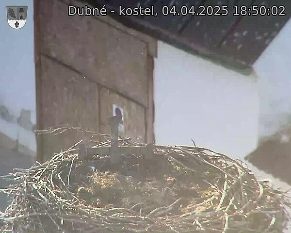 Capi_Dubne_20250404_185002.jpg (1350 x 1080)
