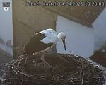 Capi_Dubne_20250404_192003.jpg