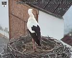 Capi_Dubne_20250404_193502.jpg