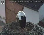 Capi_Dubne_20250404_195502.jpg