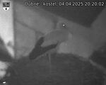 Capi_Dubne_20250404_202002.jpg