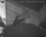 Capi_Dubne_20250404_202503.jpg
