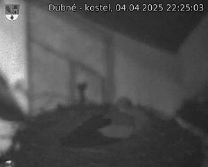 Capi_Dubne_20250404_222503.jpg (1350 x 1080)