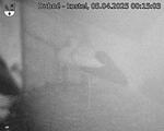 Capi_Dubne_20250405_001503.jpg