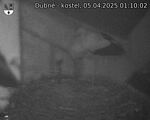 Capi_Dubne_20250405_011002.jpg