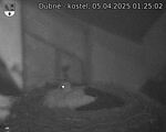 Capi_Dubne_20250405_012502.jpg