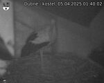 Capi_Dubne_20250405_014002.jpg